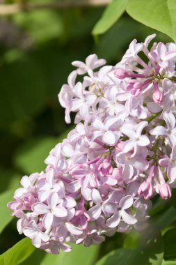Şırınganın narin bir çiçeğinin makro fotoğrafçılığı ya da sıradan leylak, pembenin farklı tonlarında küçük çiçeklerden oluşur..