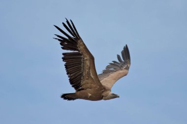 Gökyüzünde uçan Griffon akbabası (Gyps fulvus).