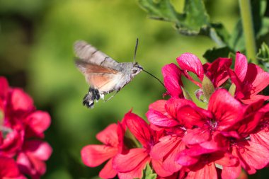 Sfenks sinekkuşu (Macroglossum stellatarum) nektarını toplamak için kırmızı bir çiçeğin üzerinde uçar..