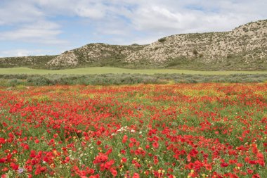 Yeşil bir gelincik tarlası ve diğer bahar çiçeklerinin güzelliği, ufukta tepeler ve bulutlar.