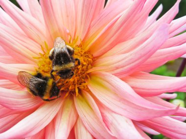 Pembe bir Dahlia üzerindeki bir çift yaban arısı birçok bitkinin tozlanmasında çok önemli bir rol oynuyor..