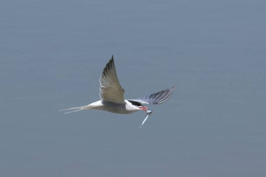 Gagasında ançüezle uçan bir Tern 'in (Sterna hirundo) yakın çekimi.