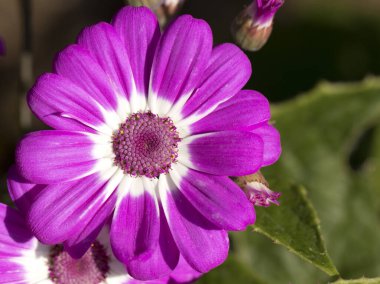 Mor ve beyaz yapraklı bir Cineraria çiçeğinin yakın planında koyu bir arkaplan.