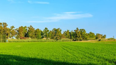 Güneşin altında pirinç tarlası, ufukta ağaçlar ve mavi gökyüzünde bulutlar..