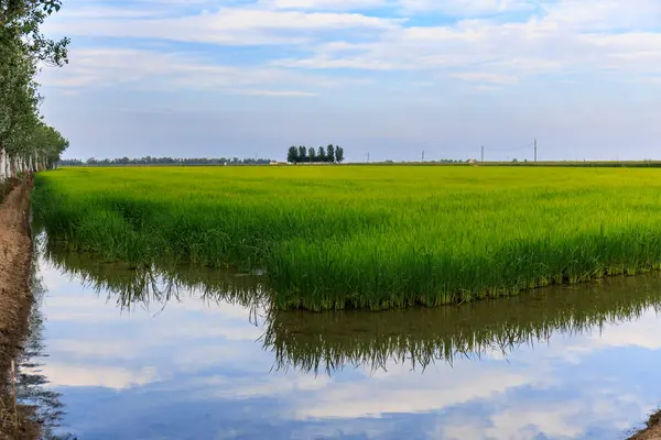 Ebro Delta 'da pirinç tarlası. Etrafı bulutlarla çevrili..