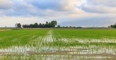 Ebro Delta 'da yeşil pirinç tarlaları Ağaçlar ve bulutlar ufukta.