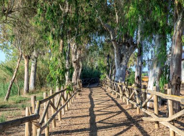 Ebro Delta, Katalonya, İspanya 'daki nehir kenarındaki ormanda okaliptüs ağaçlarının güneşli yolu