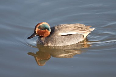 Avrasyalı erkek bir Teal ördeğinin (Anas crecca) yüzerken suda dalgalanmalar oluşturması.