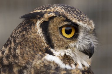 Avrasya Kartal Baykuşunun kafası ve parlak gözleri (Bubo bubo)
