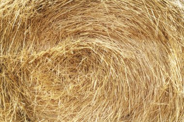 Güneşli bir günde altın yuvarlak saman balyalarının arka planı