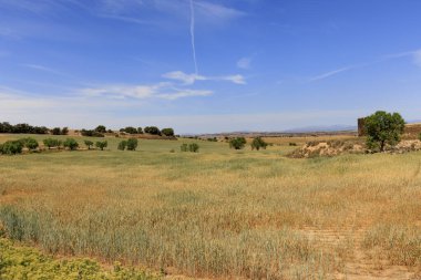Mavi gökyüzünün altında ağaçlarla çevrili ekin tarlaları ve bulutlar..