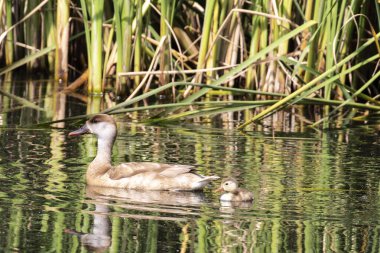 Kırmızı ibikli Pochard (Netta rufina) ve yavrusu yeşil sularda.