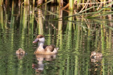 Dişi kırmızı ibikli Pochard (Netta rufina) ve iki civciv sazlığın yanında..