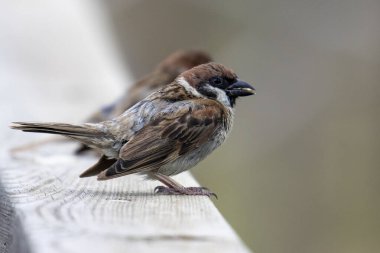 Avrasya ağaç serçesine yakın çekim, korkuluklara tünemiş halde besleniyor.