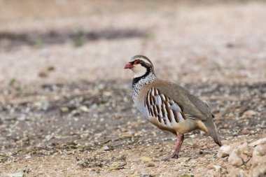 Kırmızı bacaklı kekliğin yakın plan görüntüsü (Alectoris rufa)