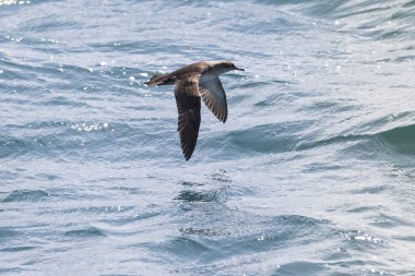 Yelkovan kuşu denizin güneşli dalgaları üzerinde uçuyor.