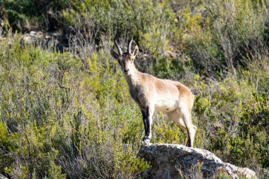 İspanya 'da bir kayanın kenarında duran İber dağ keçisi (Capra pyrenaica).