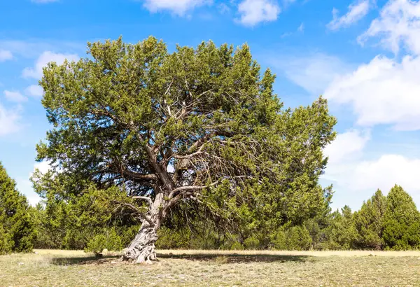 Güneşli bir Juniperus Deppeana ağacına yakın plan bulutlu mavi bir gökyüzü arkaplanı.