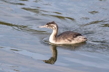 Juvenile Great Crested Grebe (Podiceps kristali) bir lagünün sularında yansımalarla süzülen su kuşu.