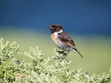 Avrupa Kuş Taşşapkası (Saxicola rubicola), mavi ve yeşil arka planlı bir çalılığa yakın plan çizer..