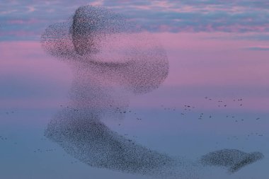 Synchronized choreography of the starling birds creating a magical spectacle of silhouettes, figures and shapes. clipart