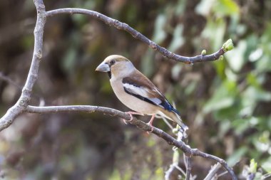 Bir Hawfinch kuşunun (Coccothraustes coccothraustes) ormanın bir dalına tünemiştir..