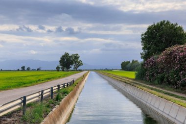 Ebro Delta 'daki pirinç tarlalarına su sağlamak için sulama kanalı. Tarragona, Katalonya, İspanya.