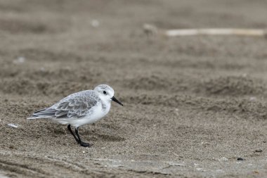 Küçük dalıcı kuş Sanderling (Calidris alba), ön plandaki kumsalın kumları üzerinde