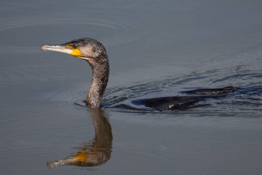 Büyük Karabatak (Phalacrocorax karbo) Ön planda yansıma ile suda süzülüyor.