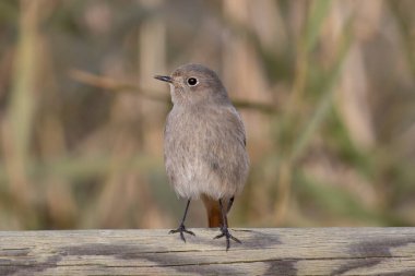 Küçük Siyah Kızılay kuşu (Phoenicurus ochruros)