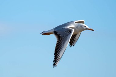 Slender-billed Gull (Chroicocephalus genei) volando con fondo de cielo azul celeste clipart