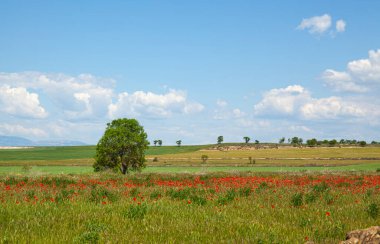 Yeşil tarlalar, gelinciklerin kırmızısıyla ve ufuktaki bulutlarla mavi gökyüzüyle çelişiyor..