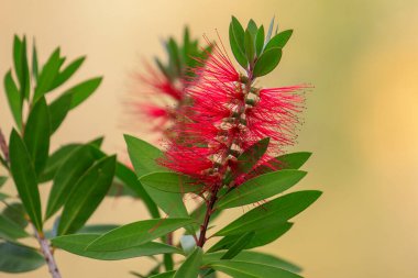 Çiçek açmış Melaleuca Citrina çalısı
