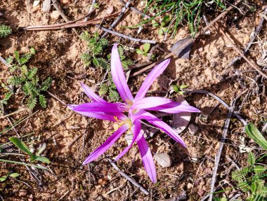 Sonbaharı ilan eden Fuchsia çiçeği quitamerienda ya da merendira olarak bilinir..