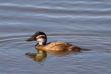 Beyaz başlı Dalış Ördeği (Oxyura leucocephala) bir gölde yüzüyor.