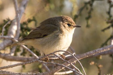 Küçük bir chiffchaff kuşunun yakın çekimi