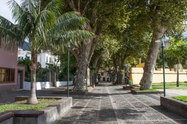 Madeira Adası 'ndaki Machico köyünde ağaçlarla kaplı bir patika var.