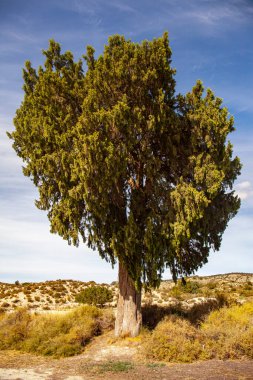 Monegrillo, Aragon, İspanya 'daki Milenyum Anıtı, Ardıç (Juniperus Thurifera)