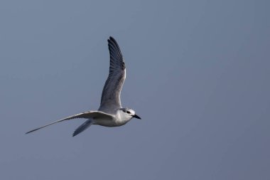 Bulutsuz bir gökyüzünde uçan Bıyıklı Tern 'in (Chlidonias Hybrida) yakın çekimi