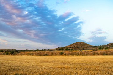 Gün batımında bulutlu altın buğday tarlası.