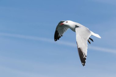 Audouin 'in Martı (Ichthyaetus audouinii) Mavi gökyüzü arka planıyla ön planda