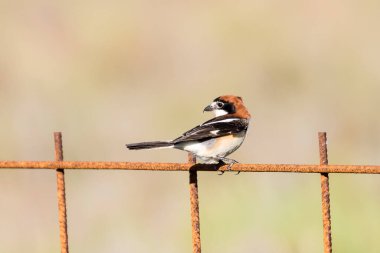 Woodchat Shrike bird on top of a fence with blurred background clipart