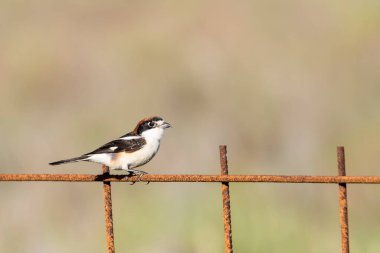 Woodchat Shrike (Lanius senatör) kameraya yakından bakıyor.