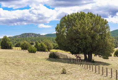 Bezas, Teruel, İspanya 'da Los Pinares de Rodeno' nun koruma altındaki manzarası.