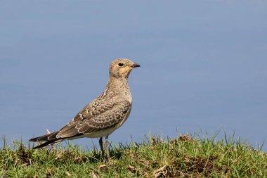 Genç bir yakalı Pratincole (Glareola pratincola) kuşu mavi arka planda çimlerin üzerinde duruyor.