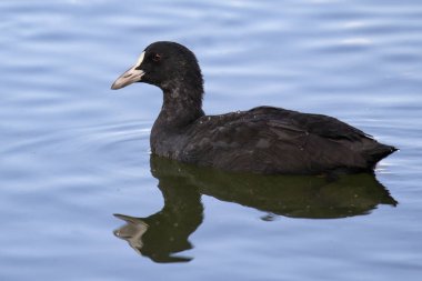 Siyah renkli su kuşu Avrasya ördeği (Fulica atra) mavi su ile çelişmektedir.