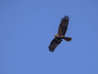 Batı Bataklığı Harrier kuşu kanatlarını açmış, tüy döküyor..