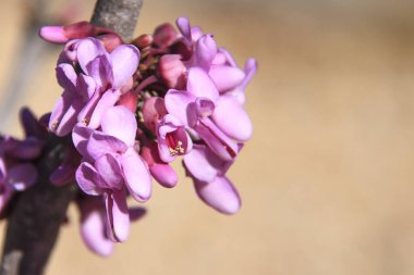 Detail of the pretty flowers of the Judas-tree (Cercis siliquastrum) on a branch clipart