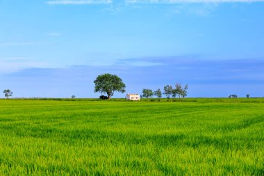 Ebro Delta 'nın geniş yeşil pirinç tarlaları mavi gökyüzü ile çelişiyor.