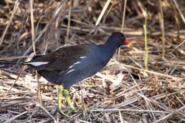 Genel Moorhen (Gallinula kloropus) ön planda sazlıklar arasında yürüyor